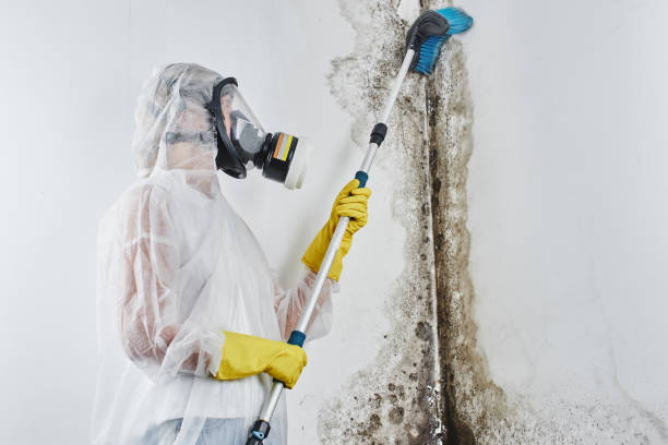 Denham Springs, LA Mold Removal & Remediation Company